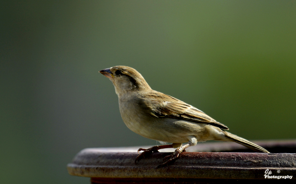 House Sparrow - Female.