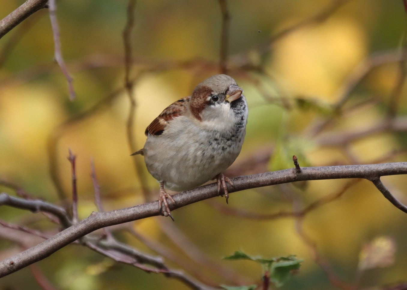 House Sparrow (M)