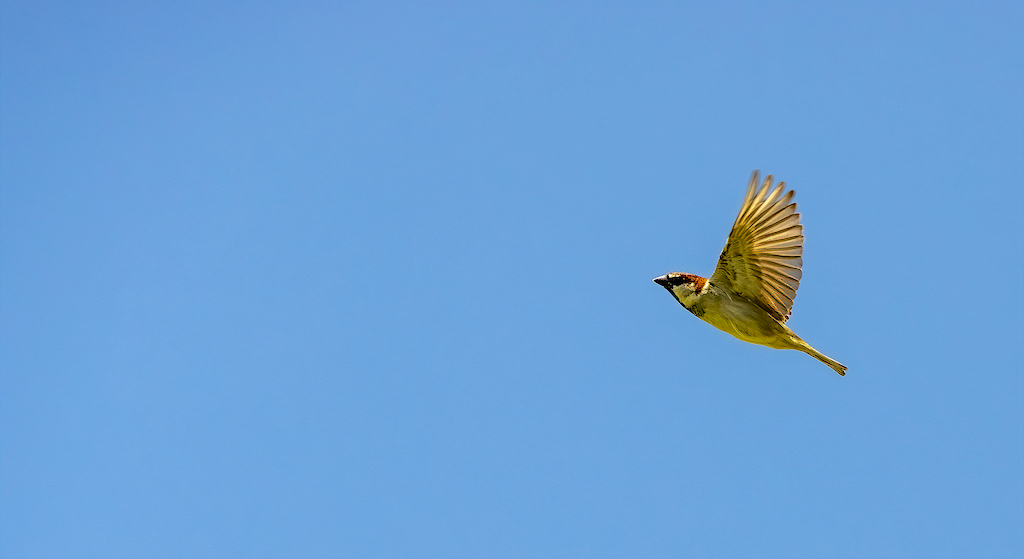 House Sparrow (male).jpg