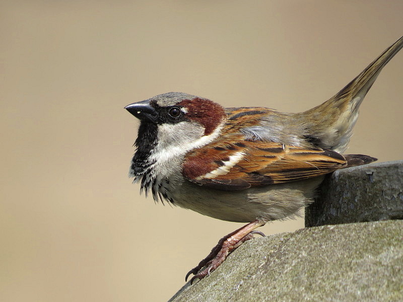 House Sparrow Male