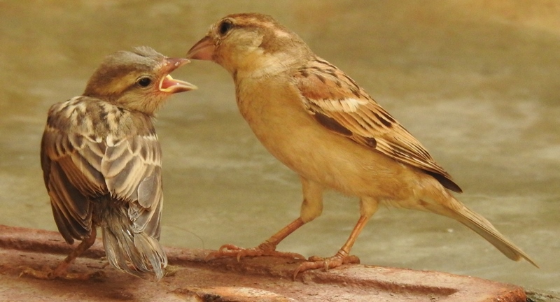 House Sparrow  young feeding by mother