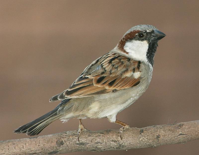 House Sparrow