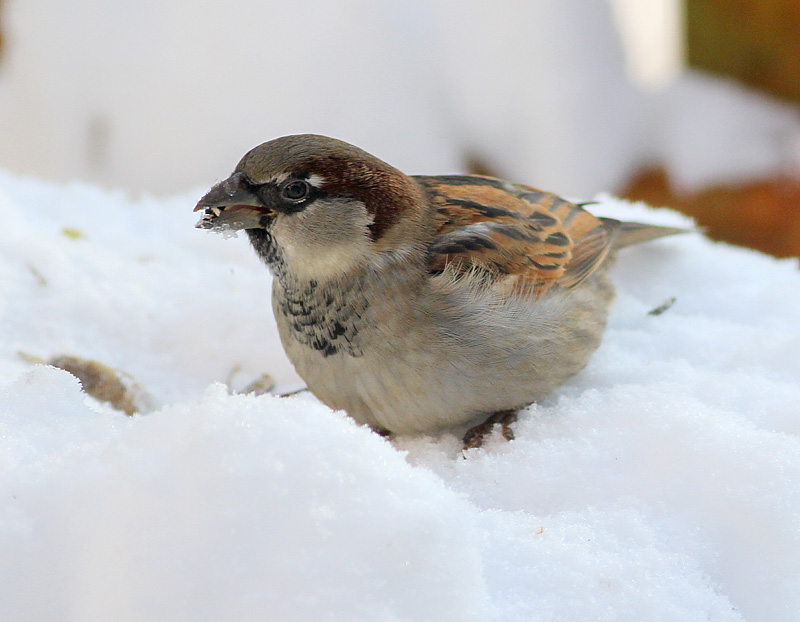 House Sparrow