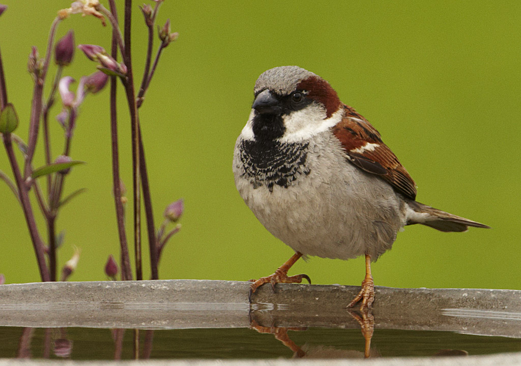 House Sparrow