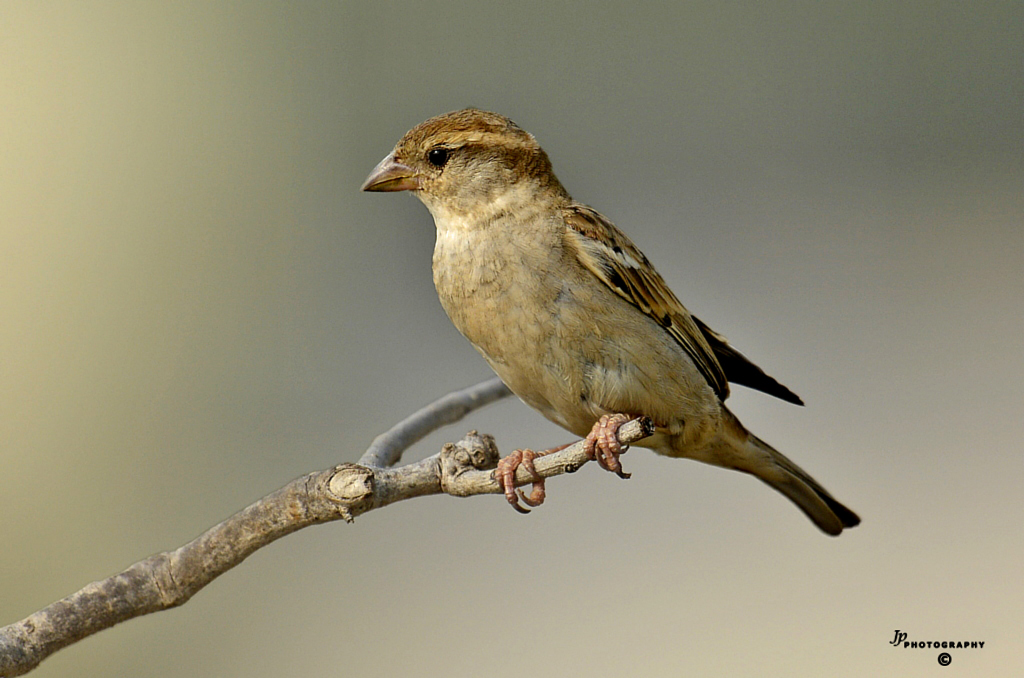 House Sparrow