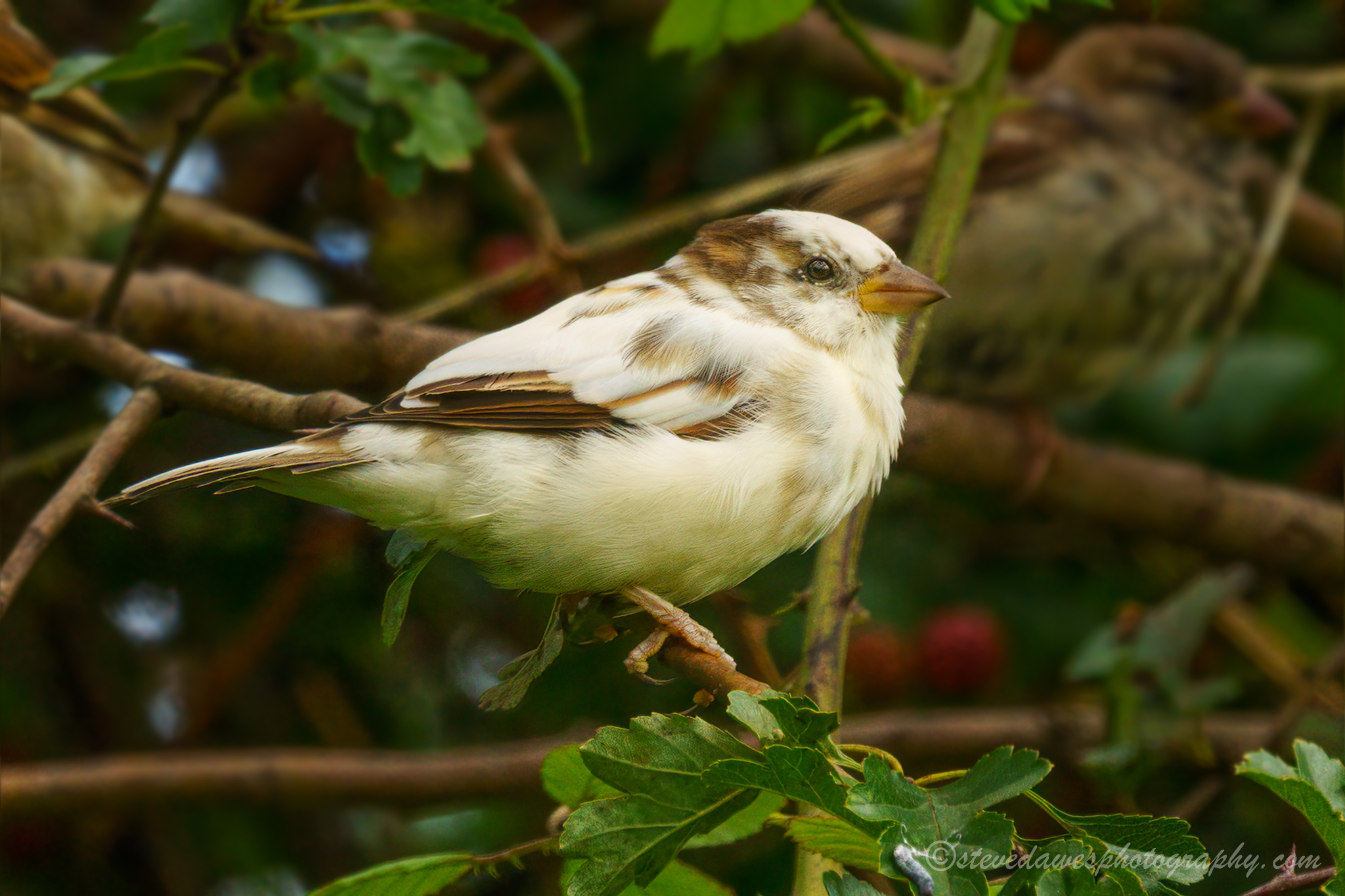 House Sparrow