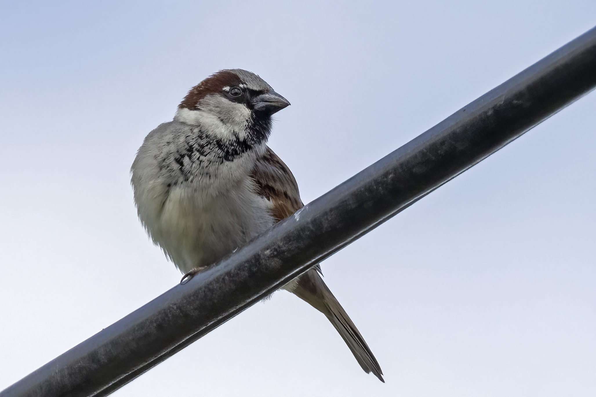 House Sparrow