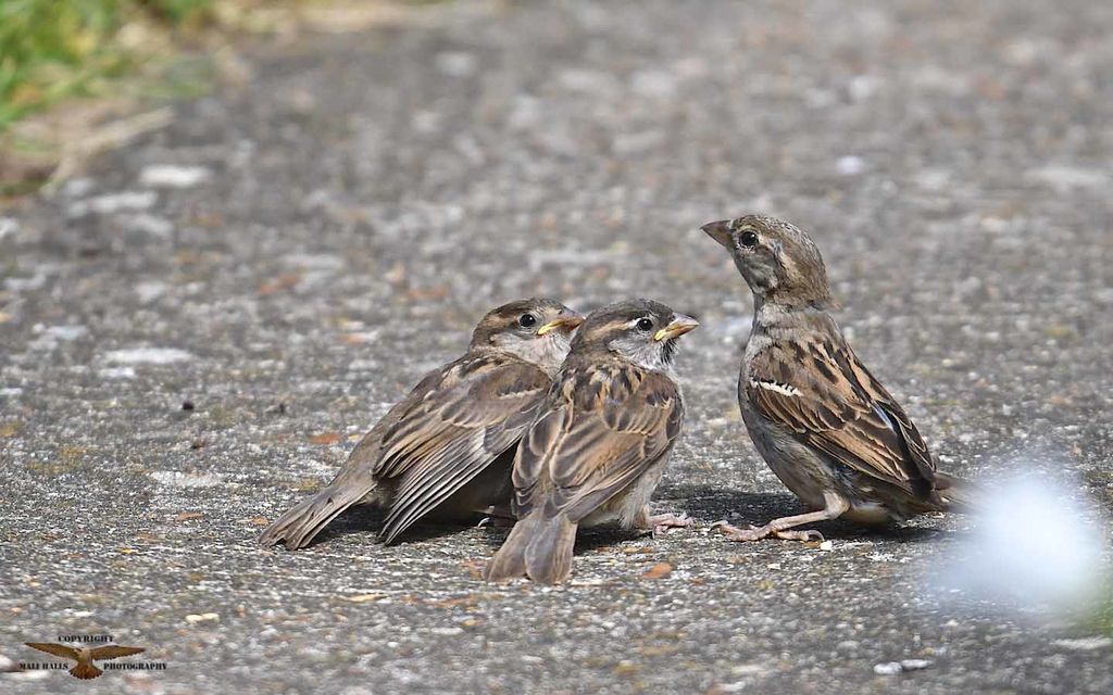 House Sparrows