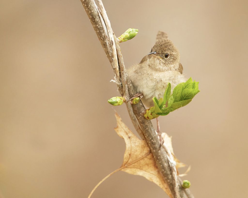 House wren