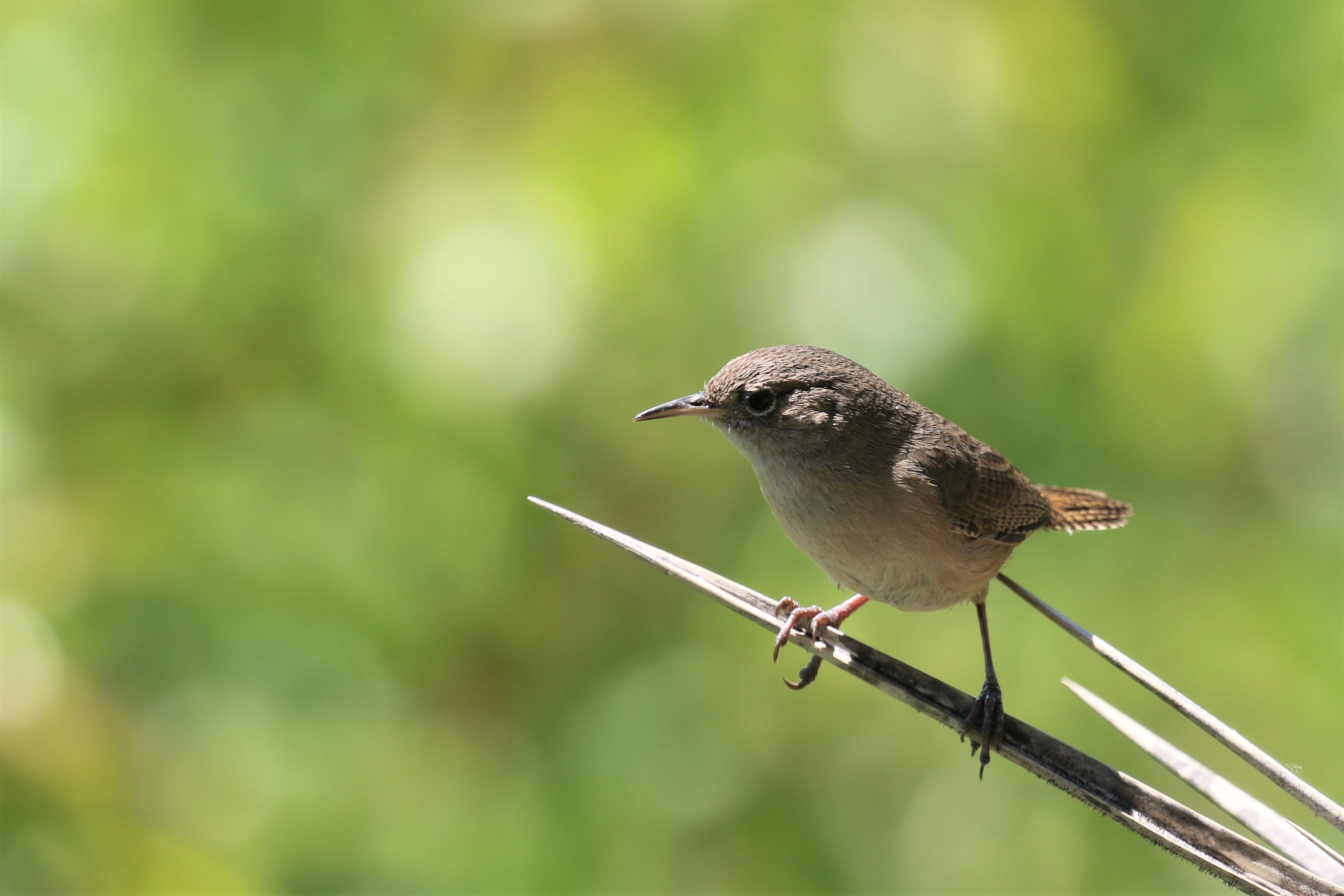 House Wren