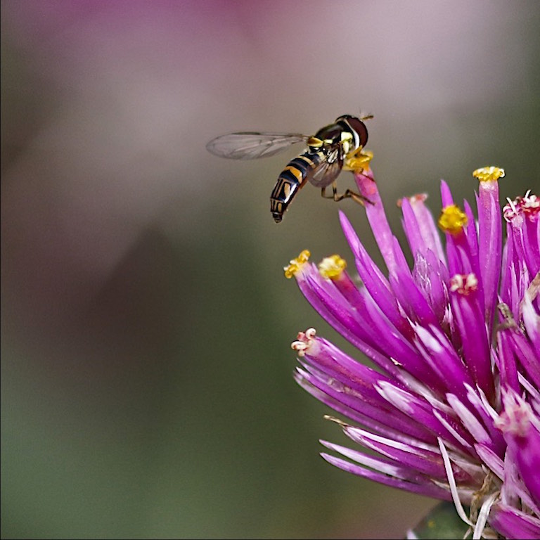 Hover Fly