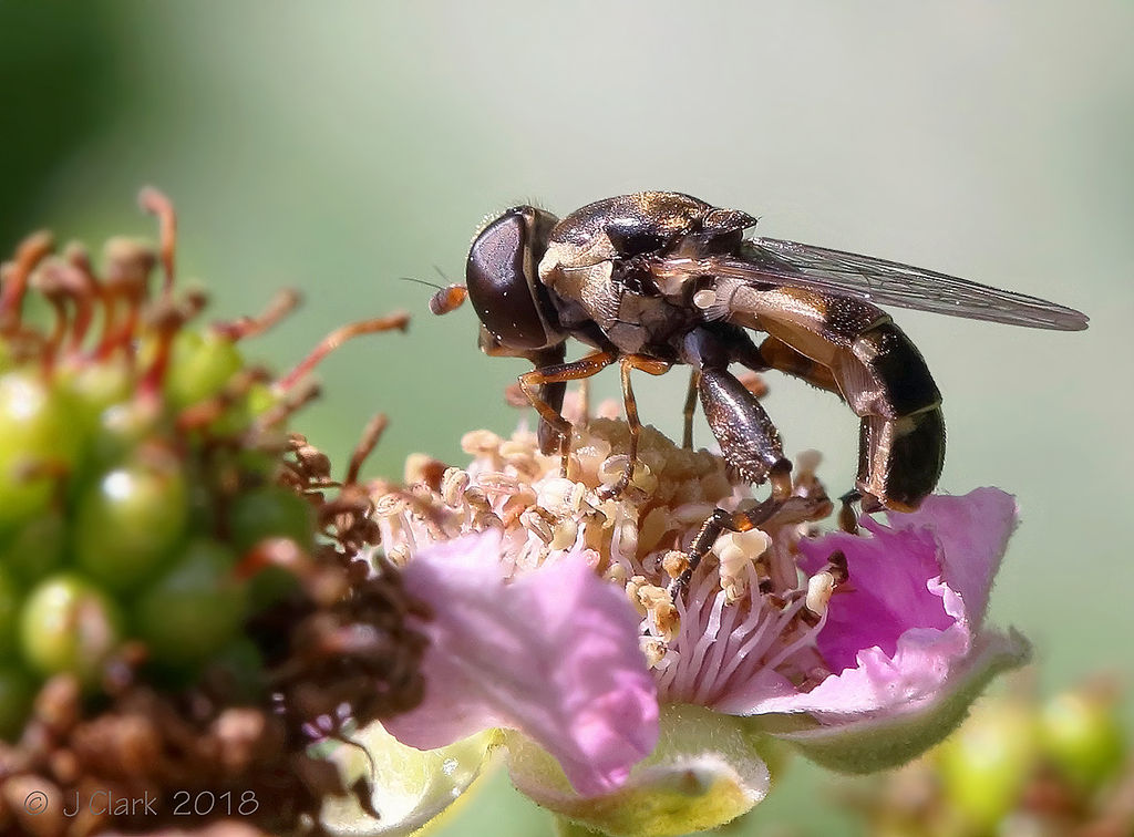 Hoverfly. -  Syritta pipiens