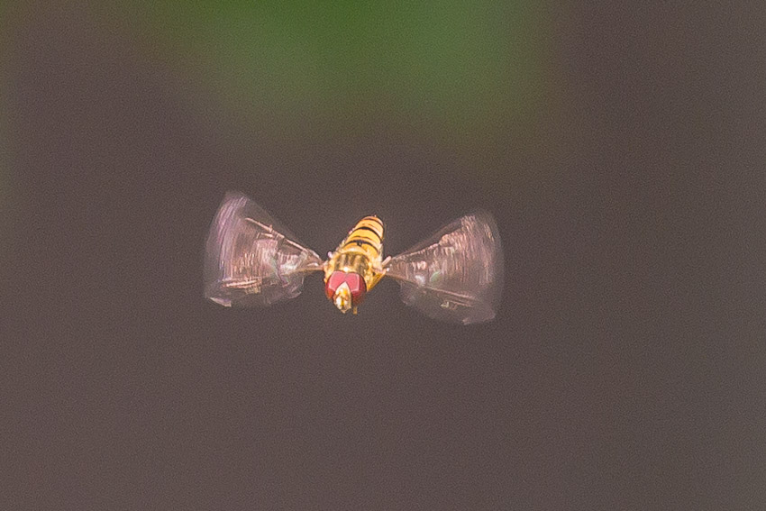 Hoverfly