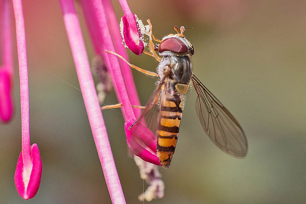 Hoverfly