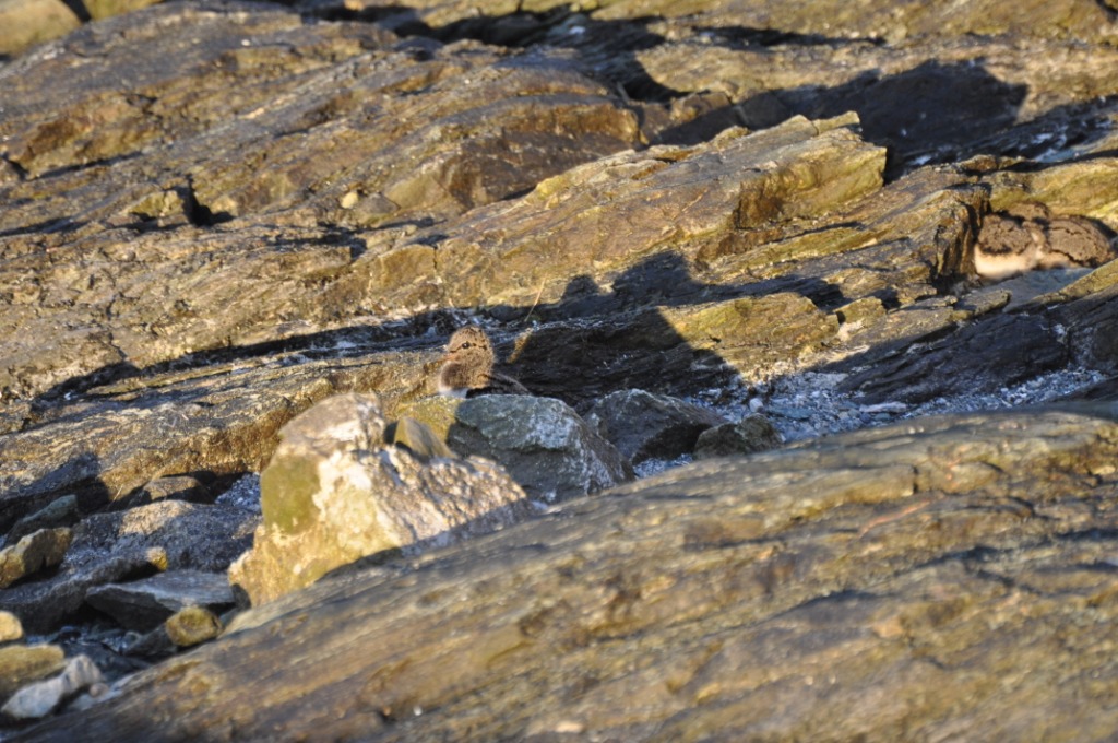 How many oystercatcher chicks can you find?