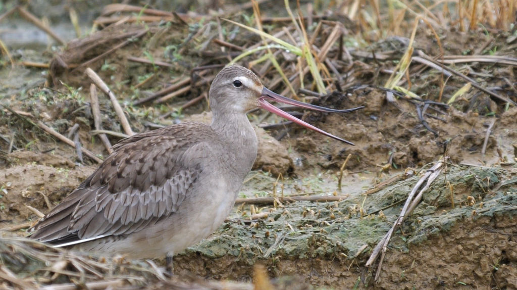 Hudsonian Godwit - Bendy beak