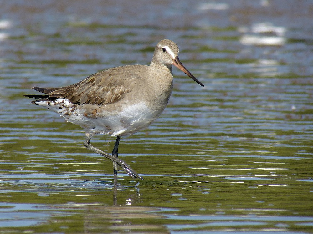 Hudsonian Godwit