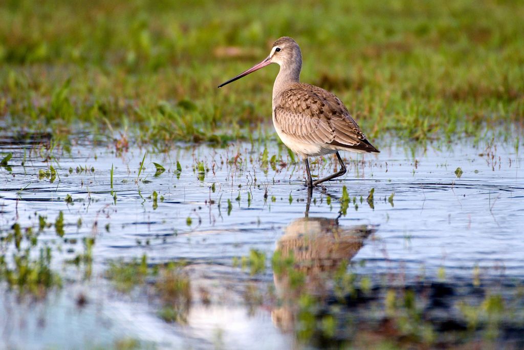 hudsonian godwit