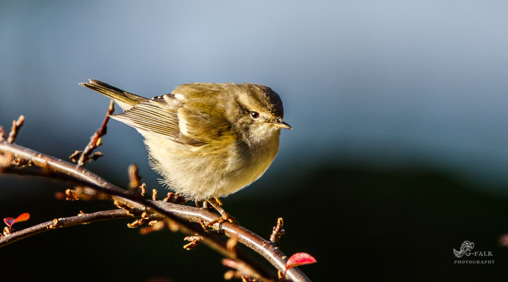 Humes Leaf Warbler