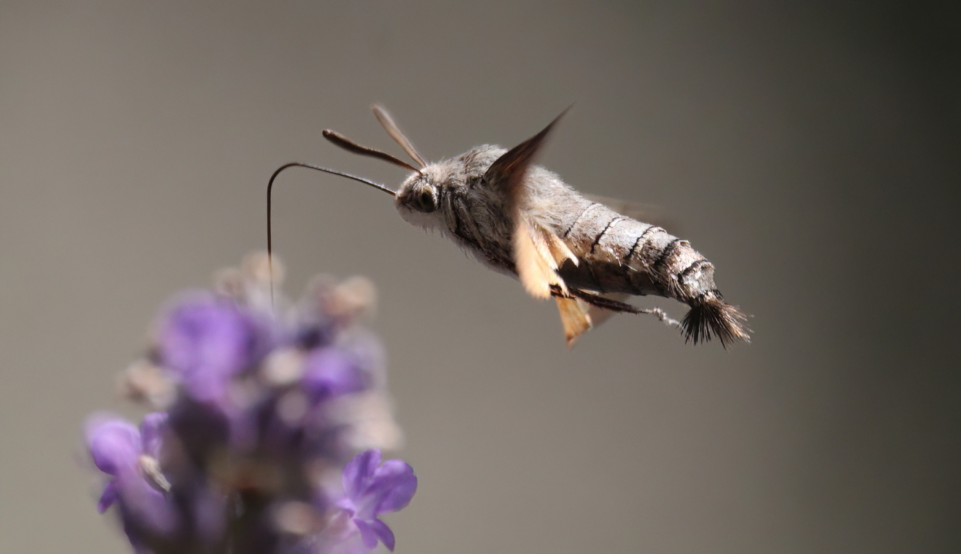 Hummingbird hawk-moth