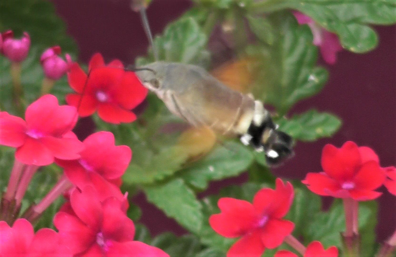 Hummingbird Hawkmoth