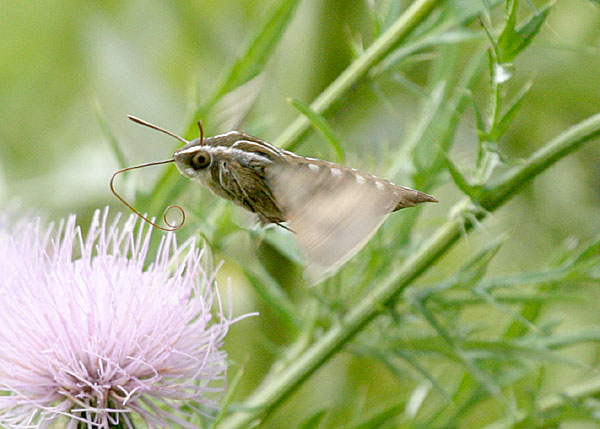 Hummingbird Imitator
