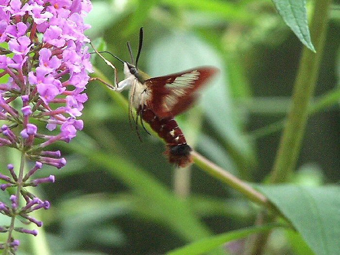 Hummingbird Moth, The Imposter!