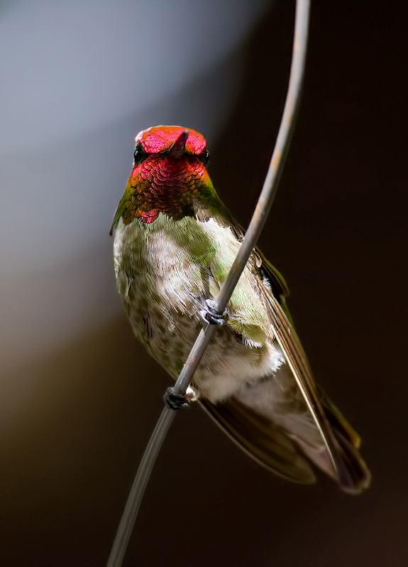 Hummingbird