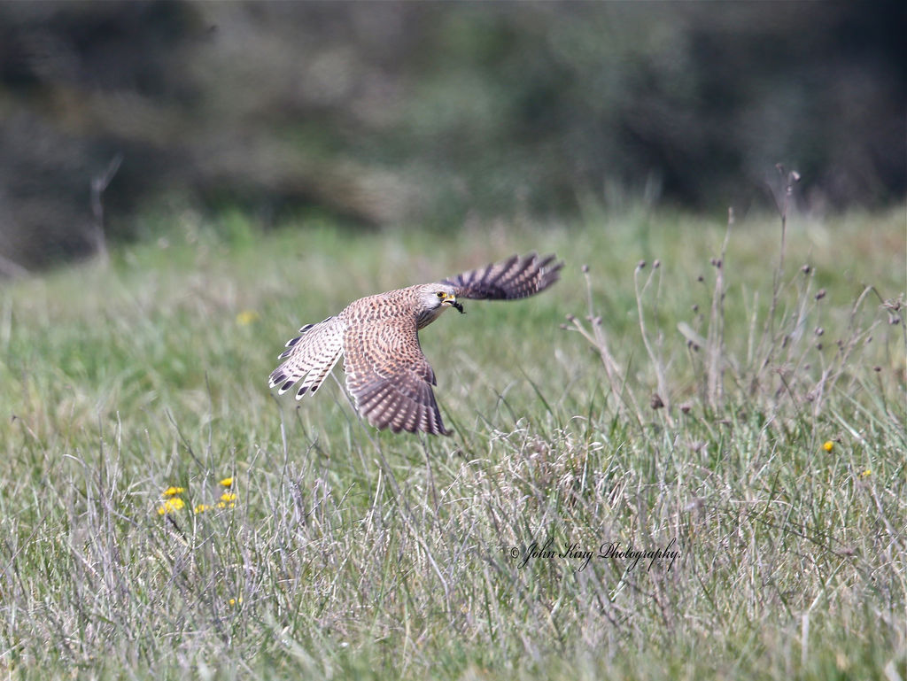 Hunting the Meadows.