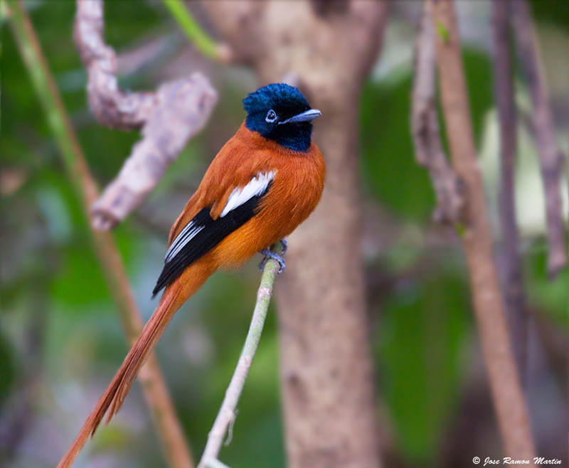 Hybrid African Paradise-Flycatcher x  Black-headed Paradise-Flycatcher