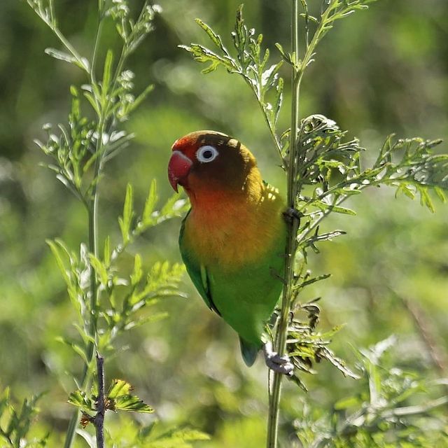 Hybrid Lovebird