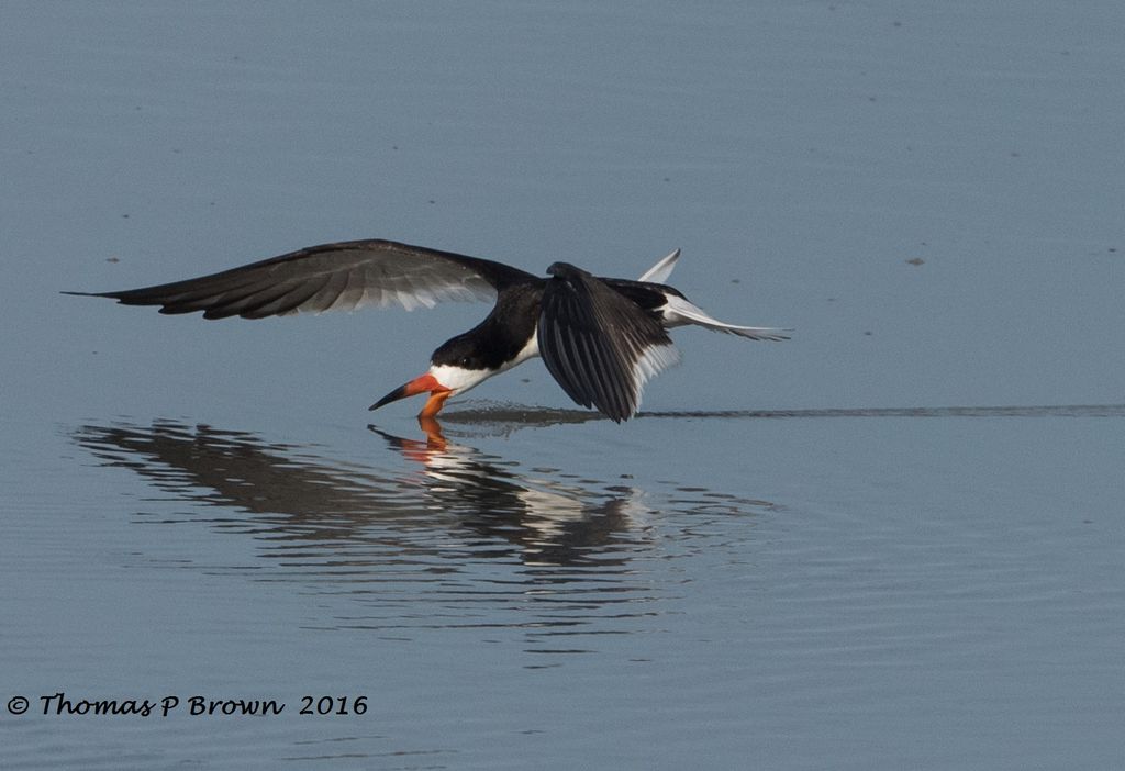 I just can't get enough of the Black Skimmers.