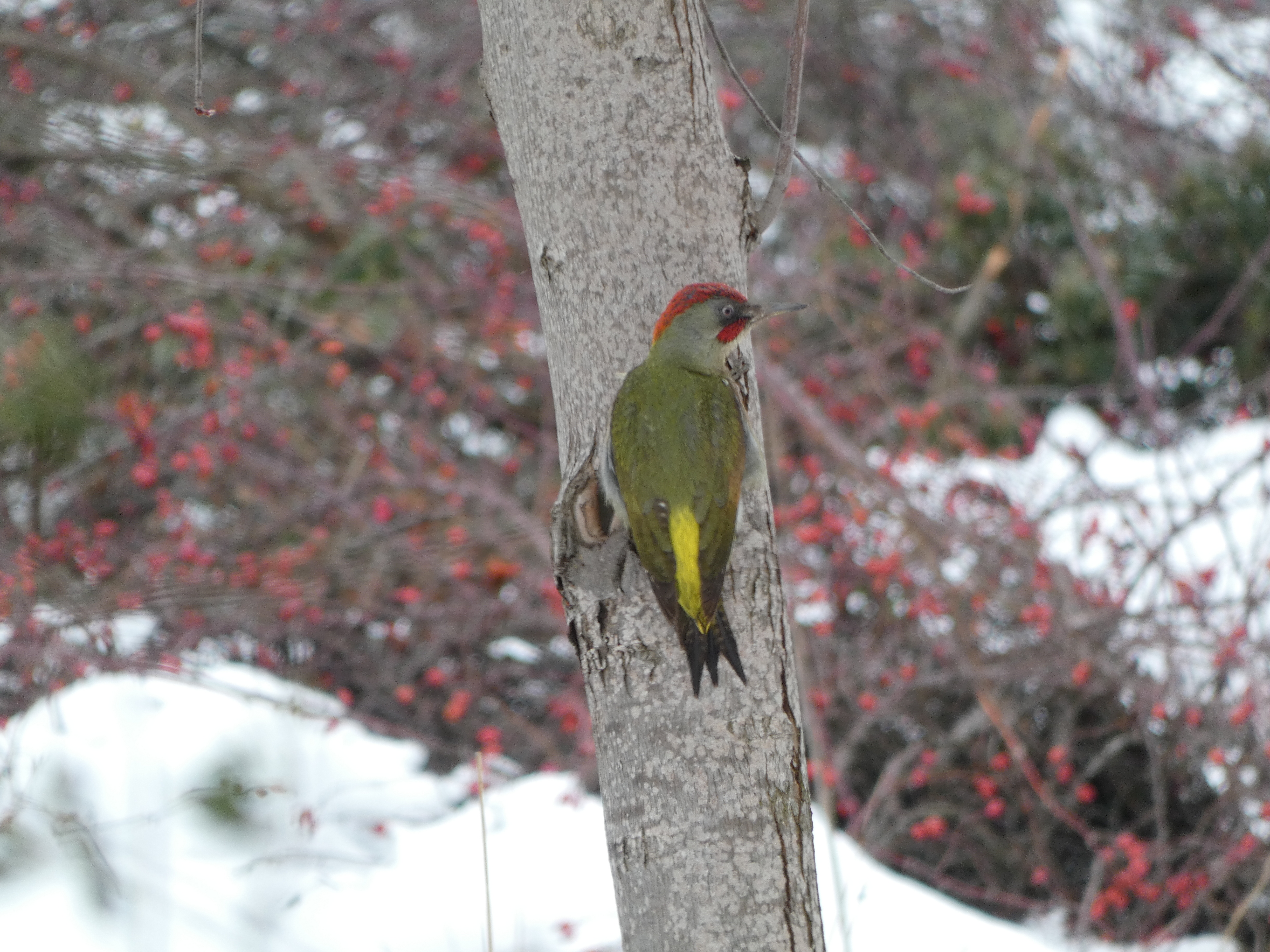 Iberian green woodpecker in the snow