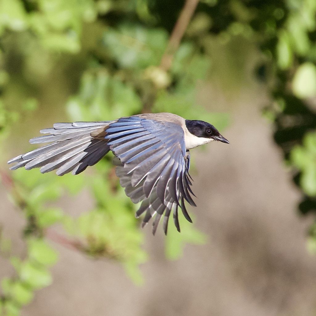 Iberian magpie