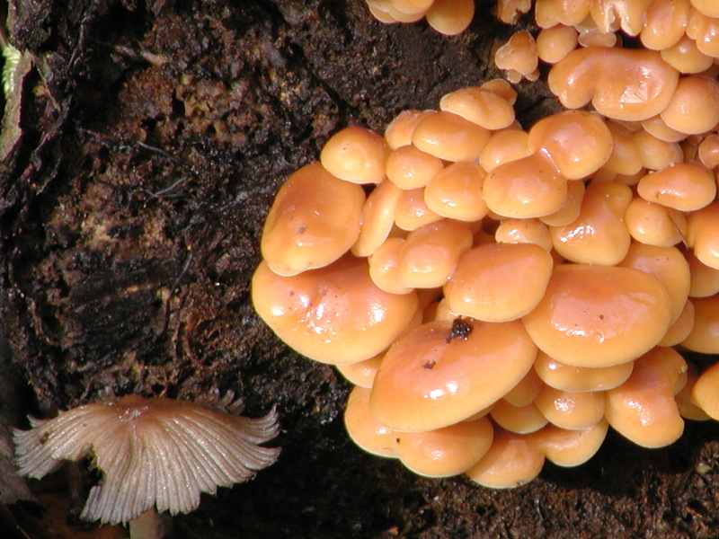 ID Please [Baked Bean lookalike]