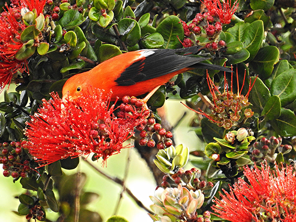 'I'iwi takies a drink