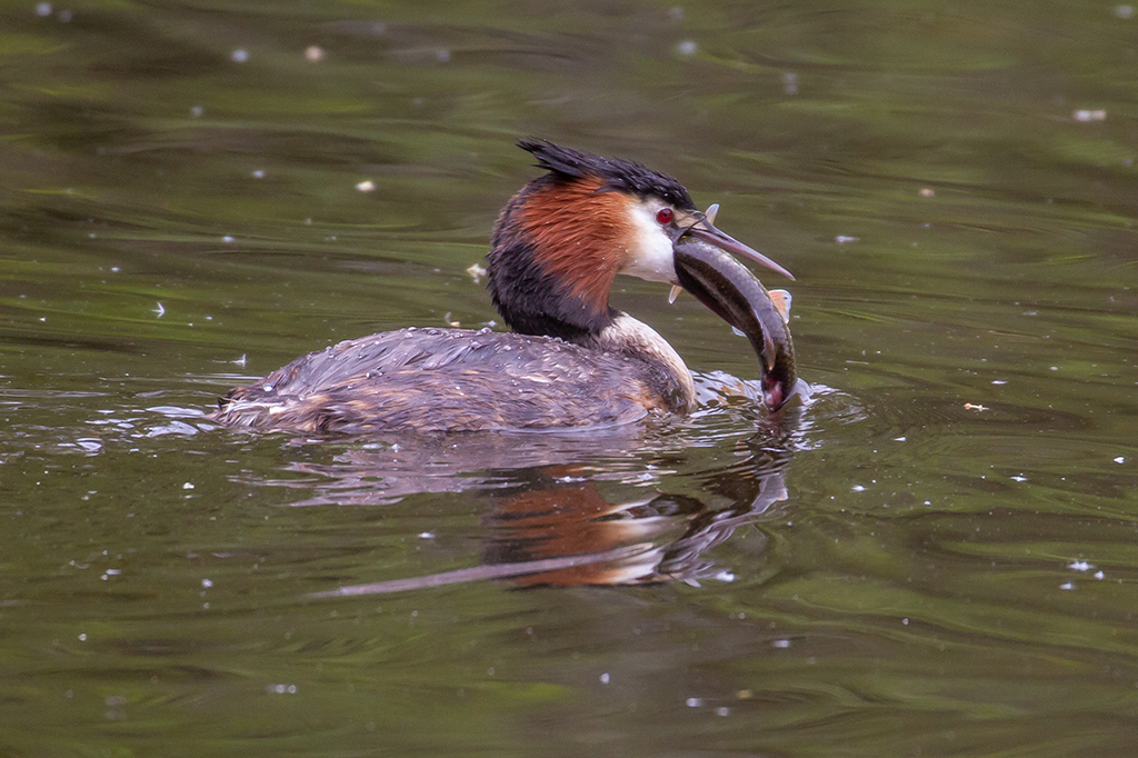 IMG_8512Great crested grebe.jpg