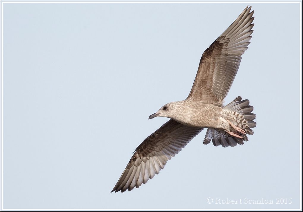 Imm Herring Gull in flight