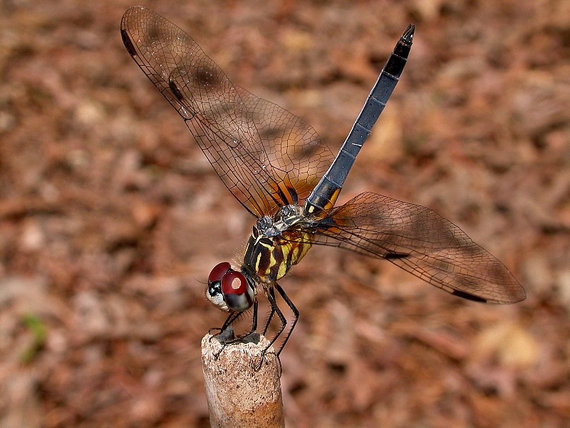 Immature Blue Dasher Dragonfly