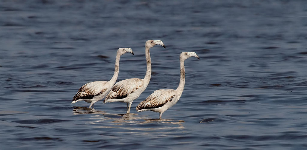 Immature Flamingos