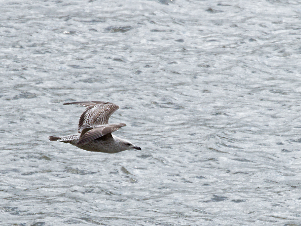 Immature herring gull in flight over Thames River