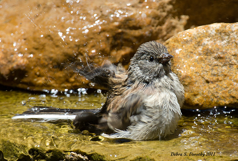 Immature Oregon Junco