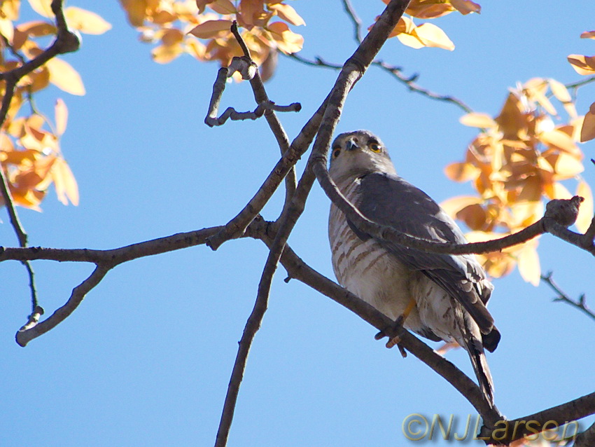 Immature Shikra