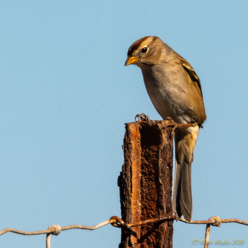 Immature White-crowned Sparrow on Post