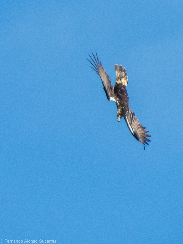 Imperial eagle stooping towards a griffon (not seen here)