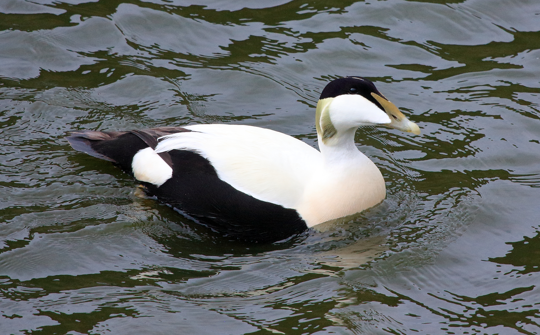 In breeding plumage