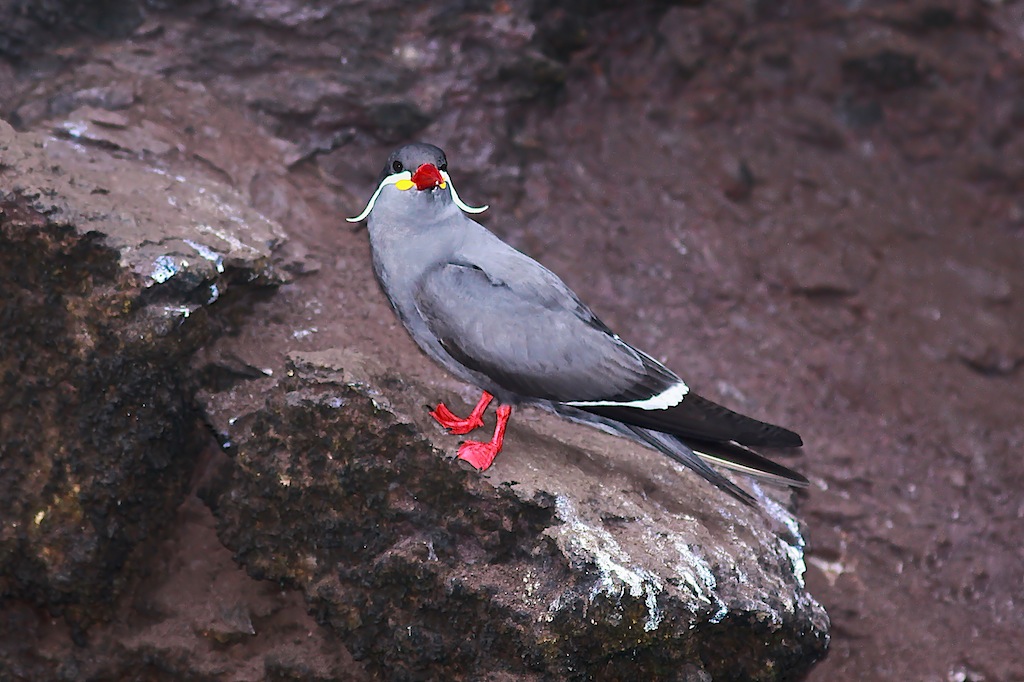 Inca Tern