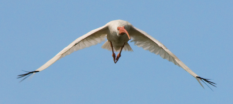 Incoming Ibis