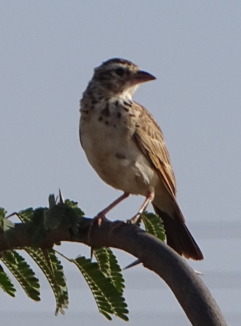 Indian Bushlark