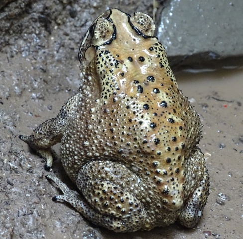 Indian Common Toad